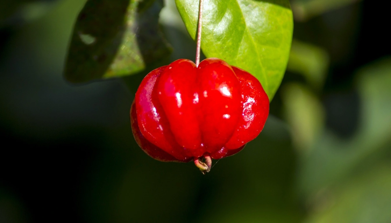 Pitanga: A Joia Vermelha do Brasil Benéfica para a Saúde